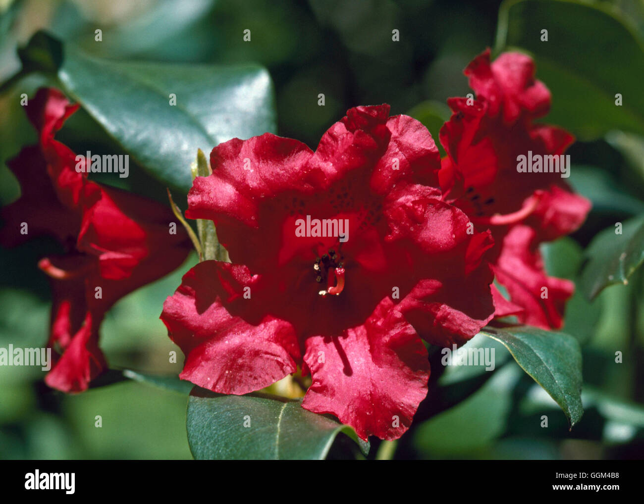 Rhododendron - 'Baden-Baden'   RHO101254 Stock Photo