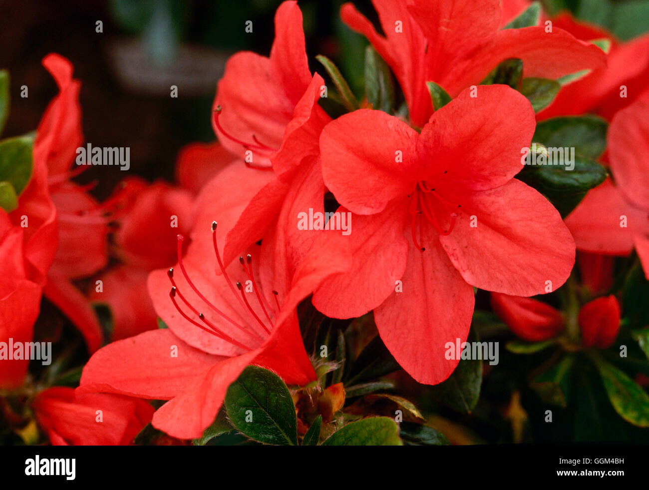 Rhododendron - 'Princess Juliana'   RHO102845 Stock Photo