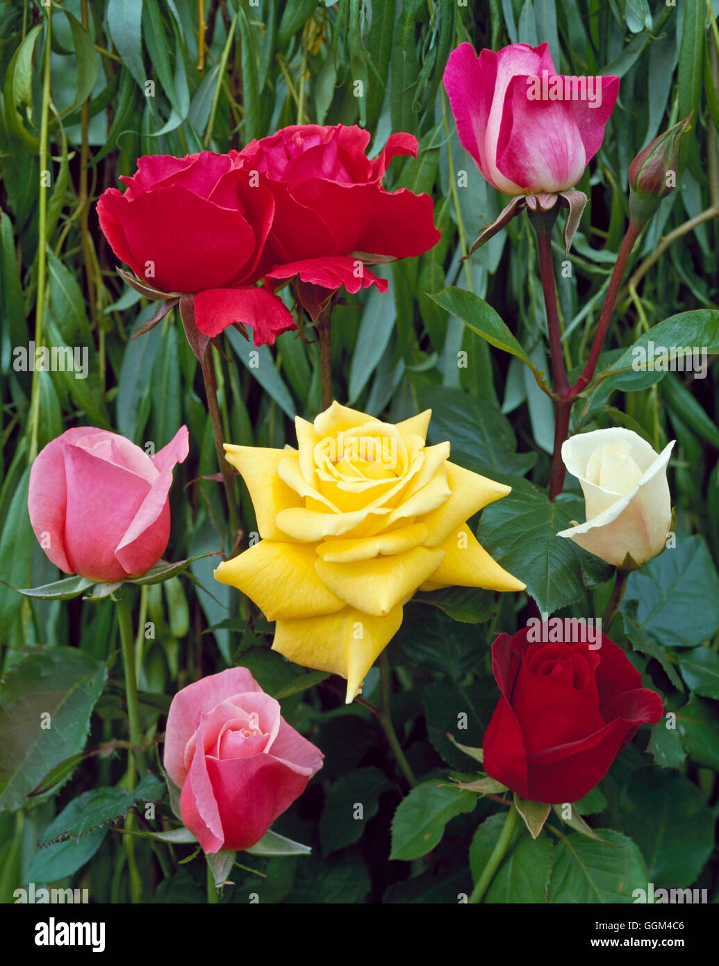 Roses - Mixed Hybrid Teas   RHT025181 Stock Photo