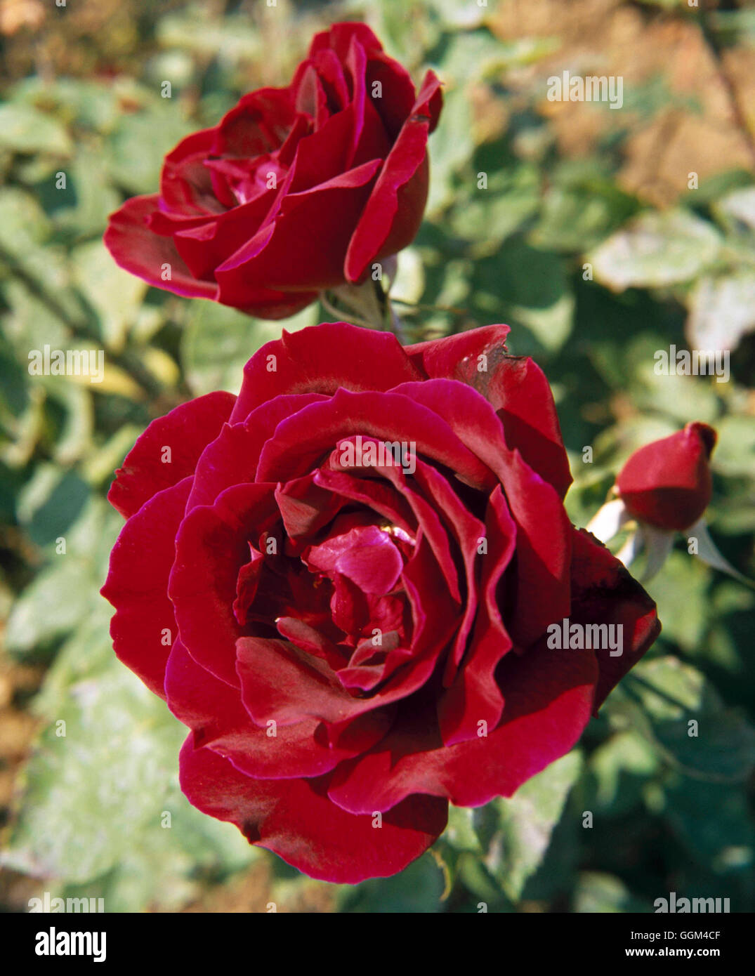 Rose papa meilland hi-res stock photography and images - Alamy