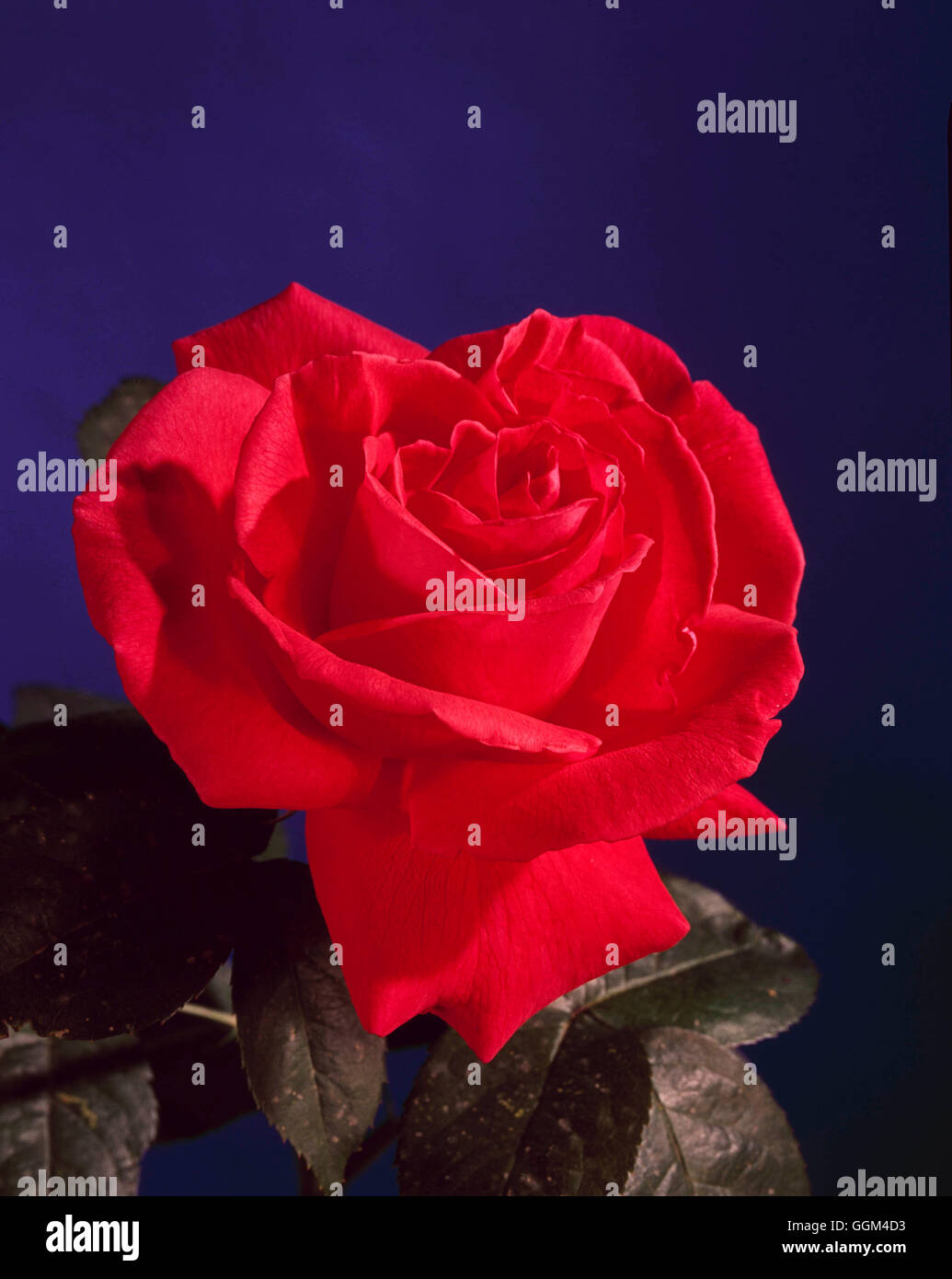 super star rosa
