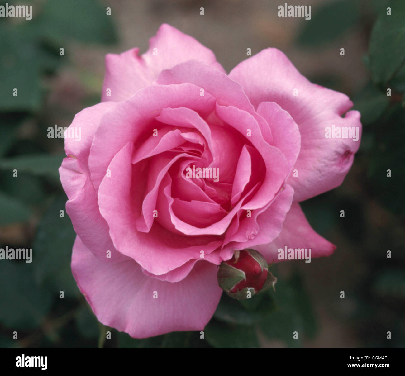 Rosa - 'The McCartney Rose' (Hybrid Tea)   RHT097444 Stock Photo