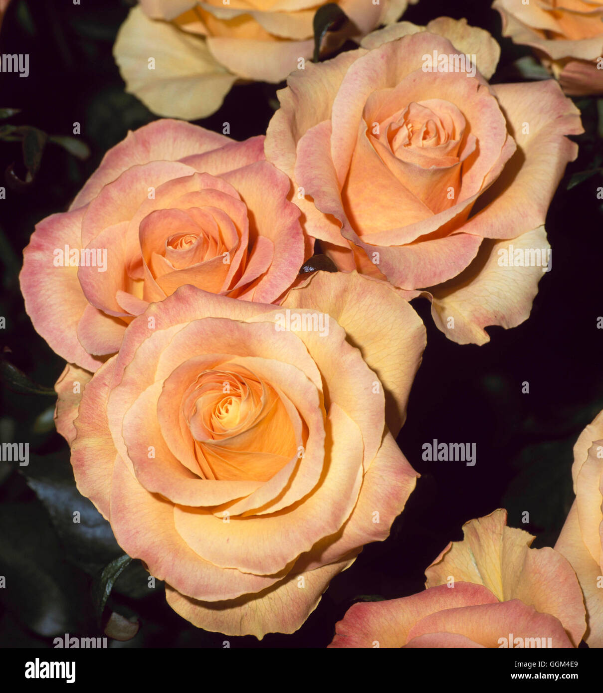 Aquarell rose hi-res stock photography and images - Alamy