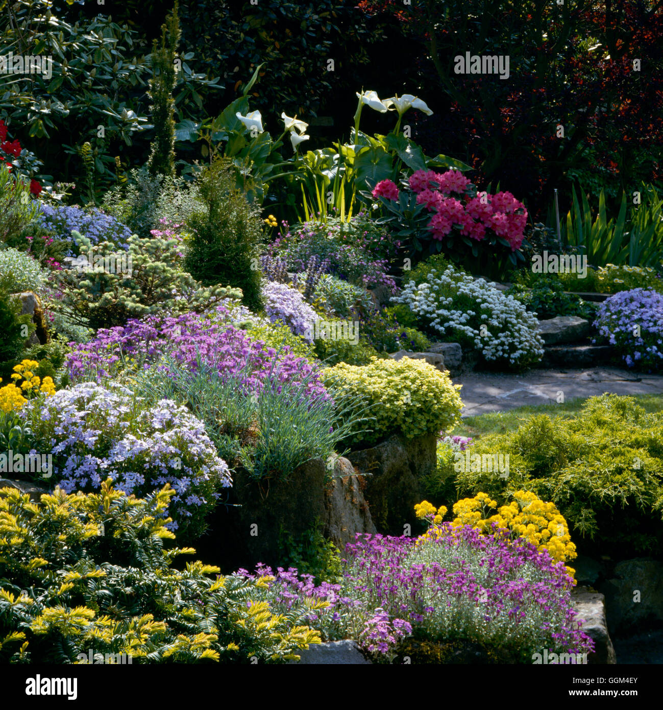 Rock Garden - in late Spring with Aubretia  Phlox  Rhododendron & Zantedeschia.   ROC018055     Phot Stock Photo