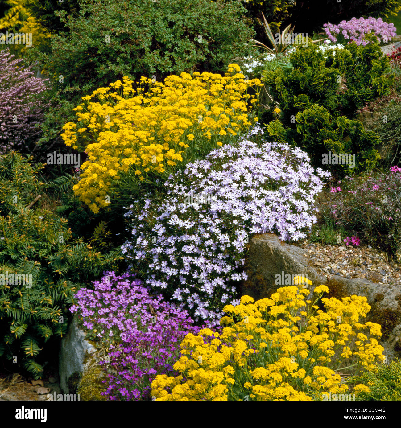 Rock Garden - planted with Phlox  Aurinia and Aubretia   ROC033862 Stock Photo