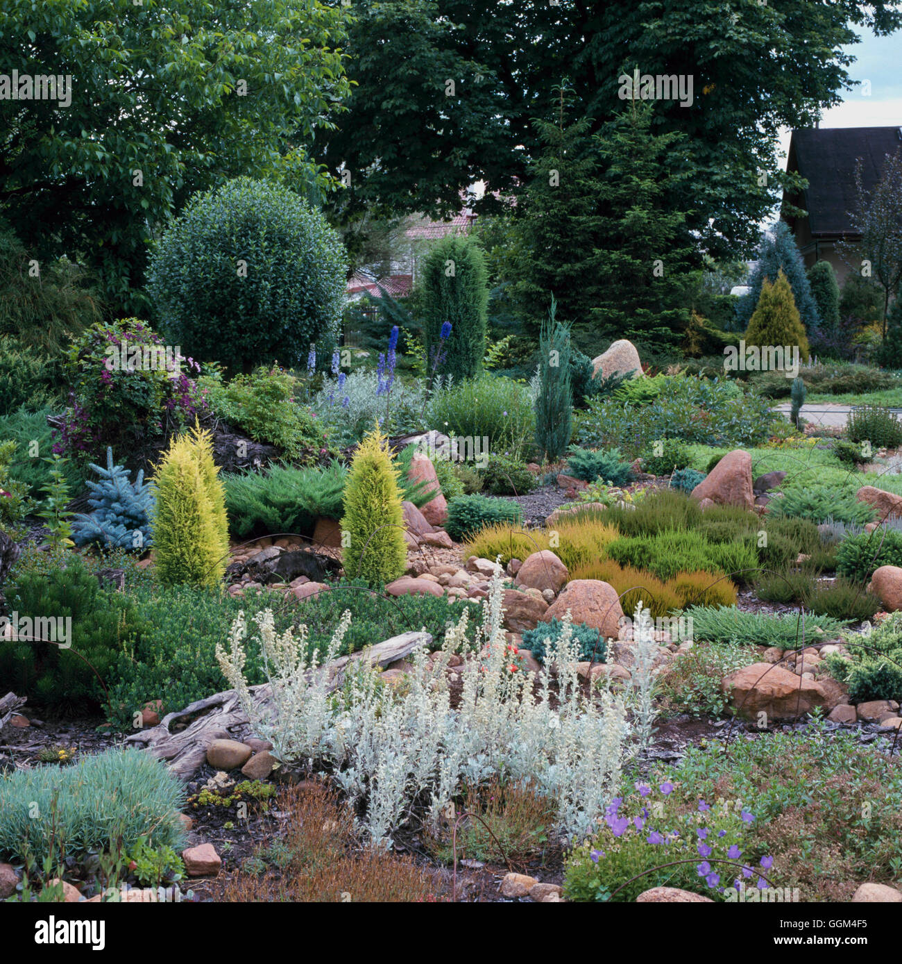 Rock Garden - planted with Perennials  Dwarf Conifers and Heathers   ROC090884     Photos Horticultu Stock Photo