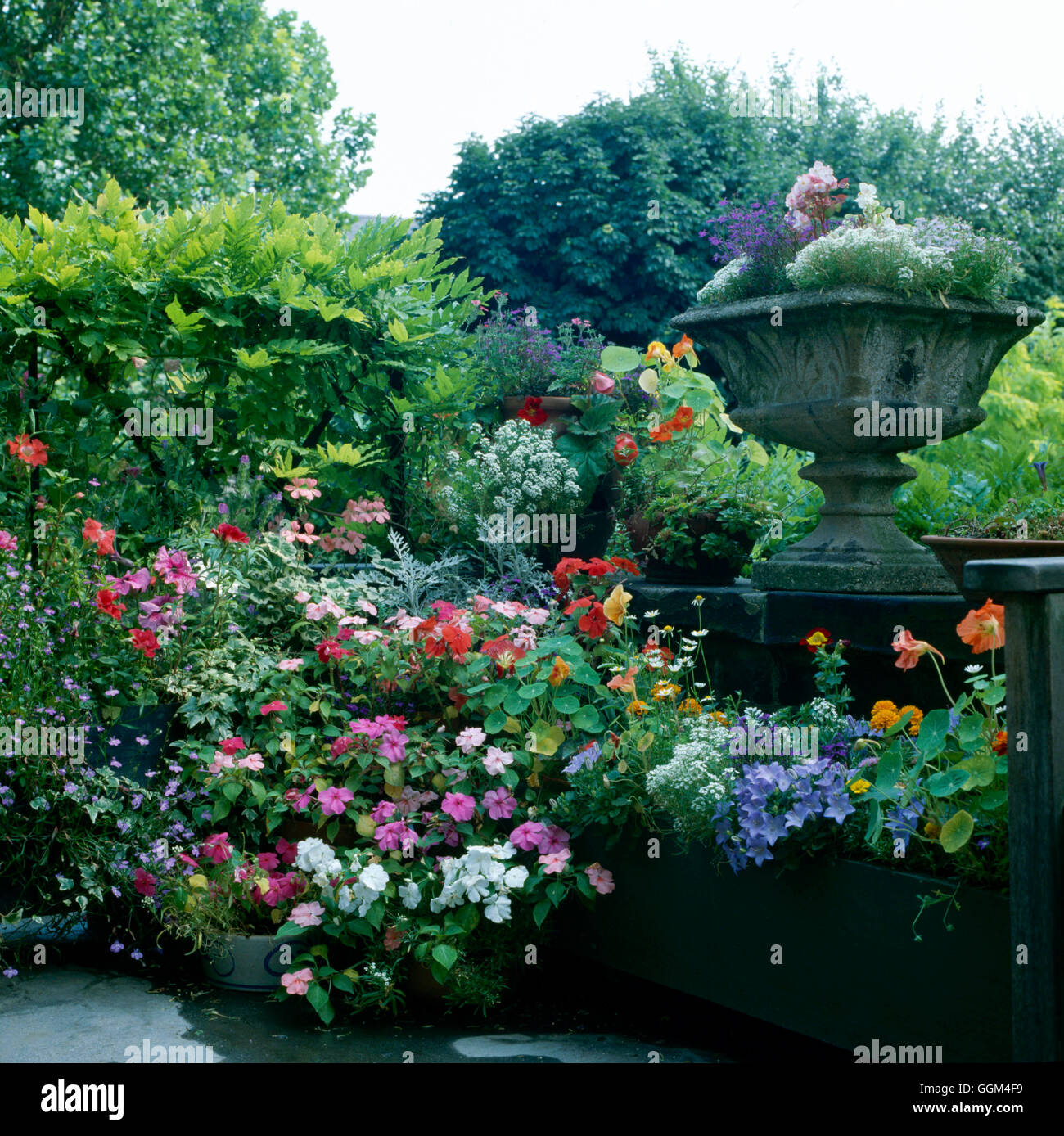 Roof Garden   ROO026248 Stock Photo