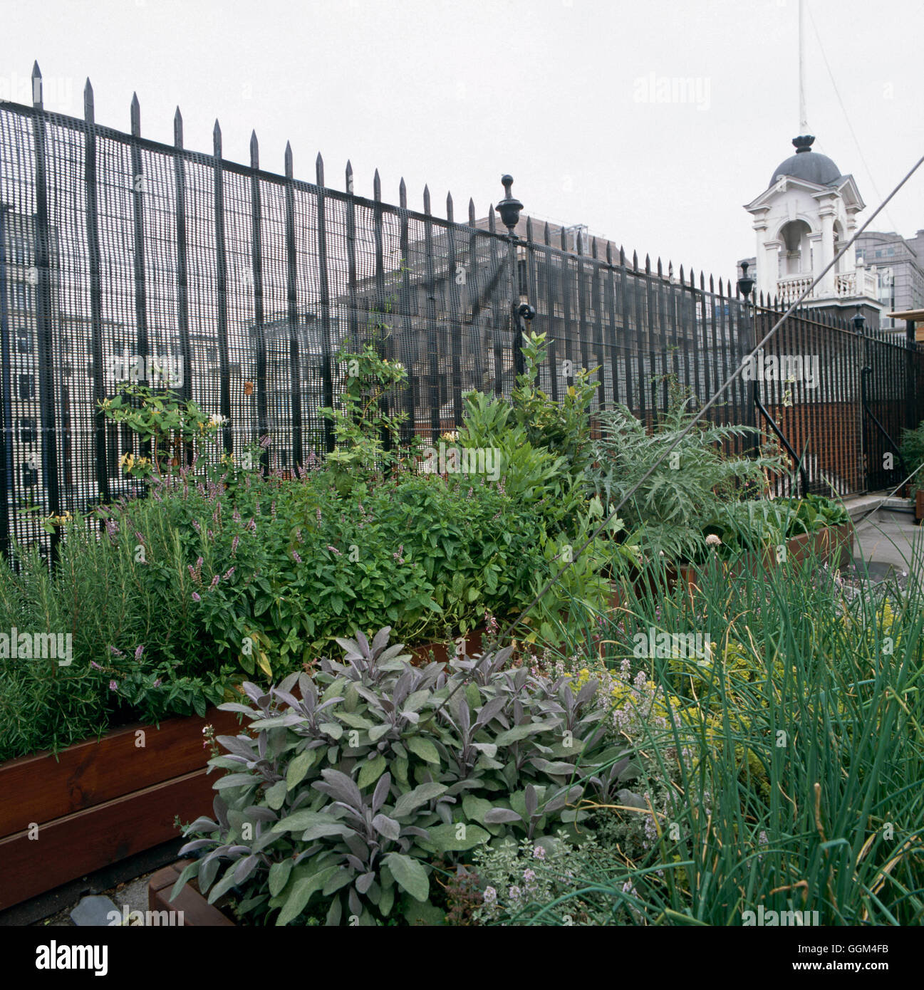 Roof Garden - Herb Garden at Sir John Case's Foundation Primary School  London. EC3.   ROO106298 Stock Photo