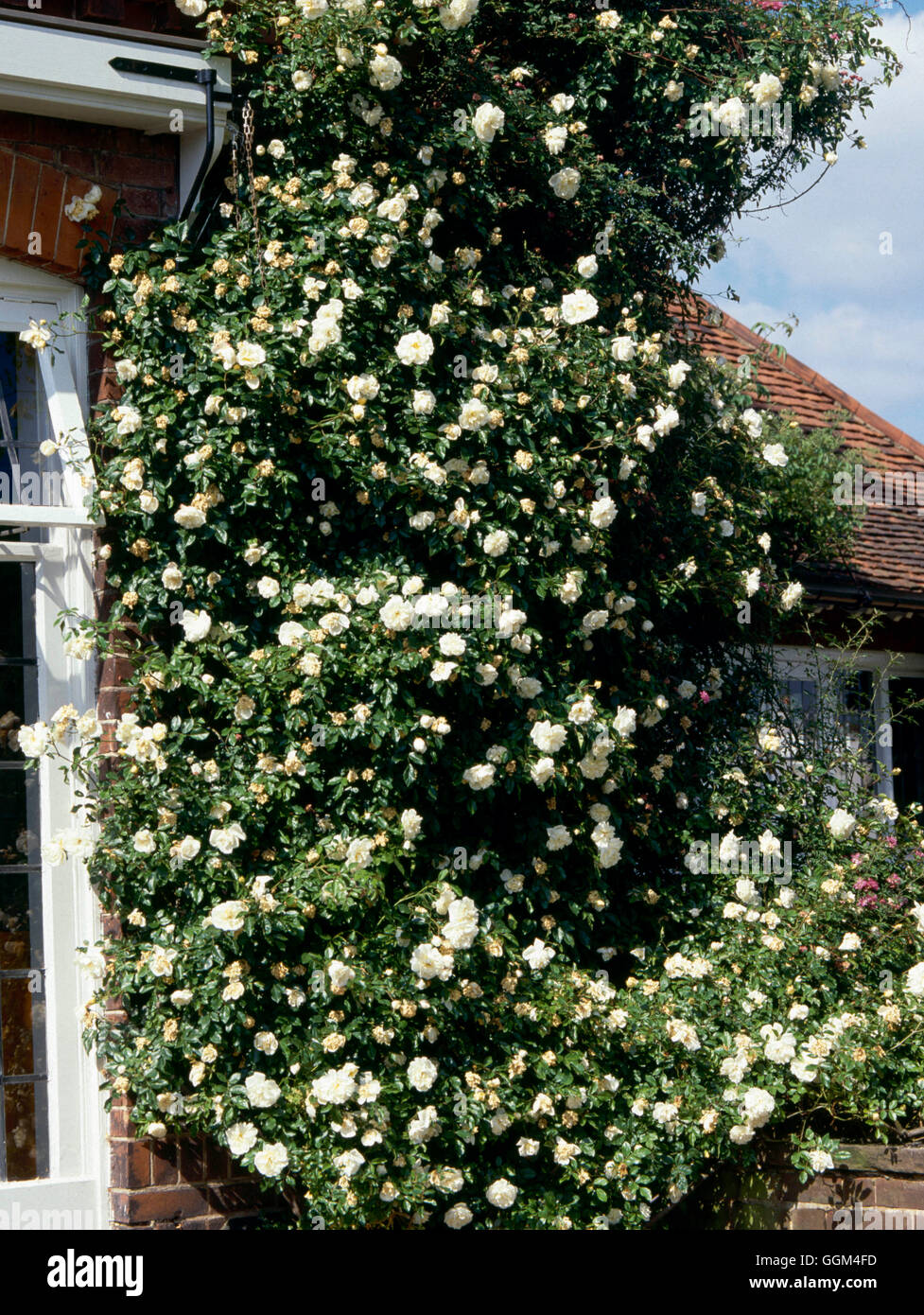 Rose alberic barbier rambler hi-res stock photography and images - Alamy