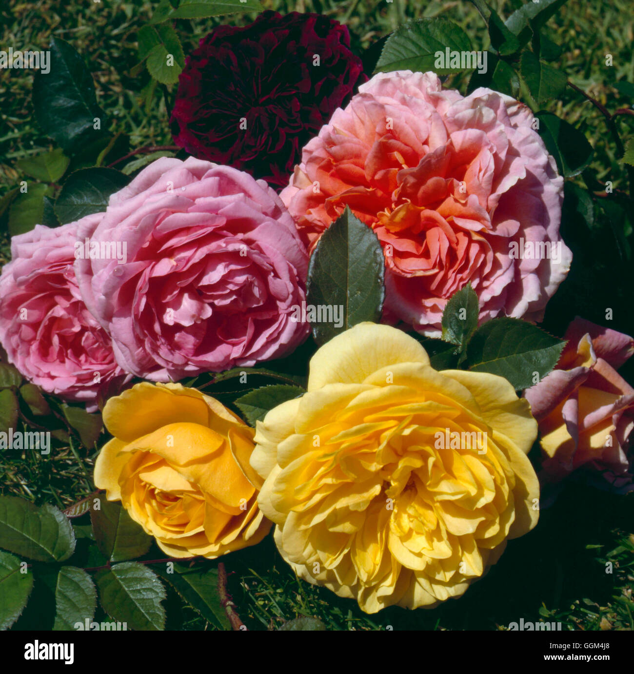 Roses - Mixed Shrub Roses - David Austin Varieties: Graham Thomas  Abraham Derby  Constance Spry and Prospero   RSH025 Stock Photo