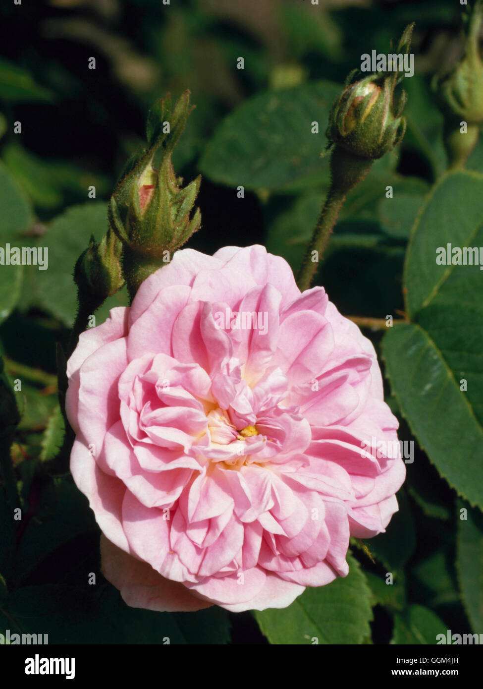 Rosa - 'Petite de Hollande' (Centifolia) (Shrub)   RSH026536 Stock Photo