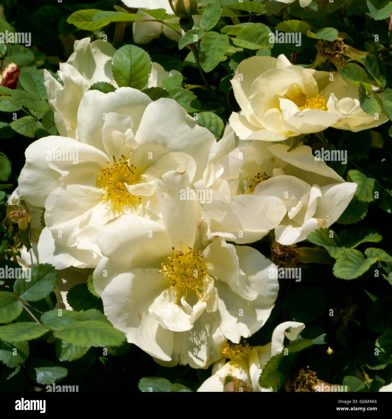 Rose rosa nevada hi-res stock photography and images - Alamy