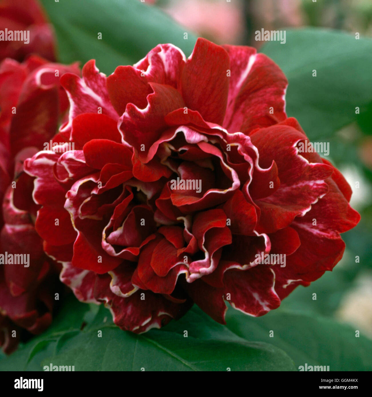 Rosa - 'Roger Lambelin' (Hybrid Perpetual) (Shrub) RSH089241 Stock Photo -  Alamy