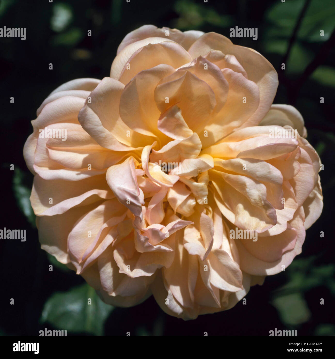 Desprez A Fleurs Jaunes Stock Photos Desprez A Fleurs