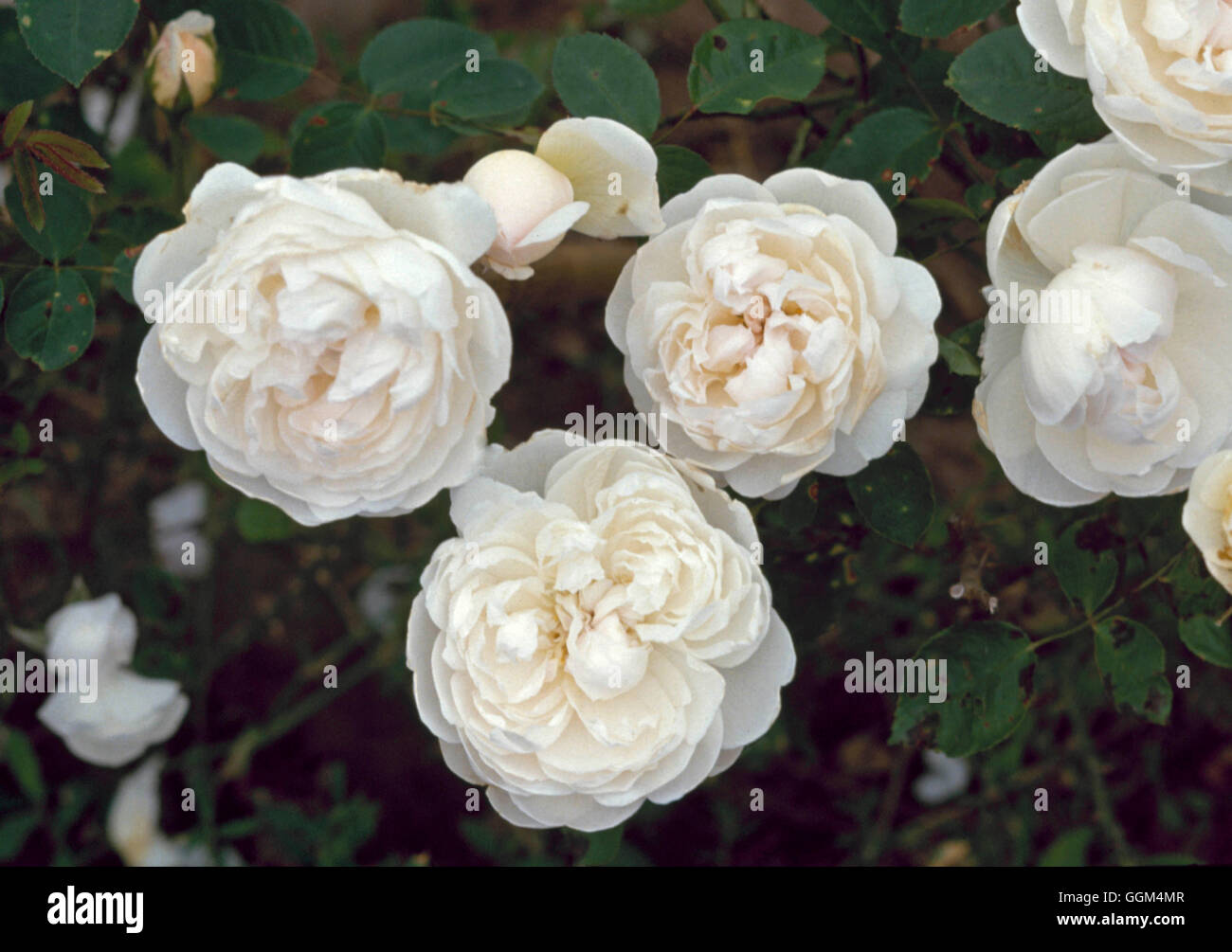 Rosa - 'Glamis Castle' (Austin 1992) (Shrub) RSH098123 Stock Photo - Alamy