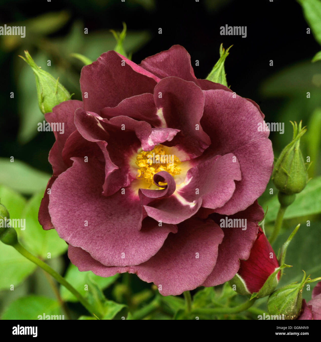 Rosa Rhapsody Rosarhapsodyinblue hi-res stock photography and images - Alamy