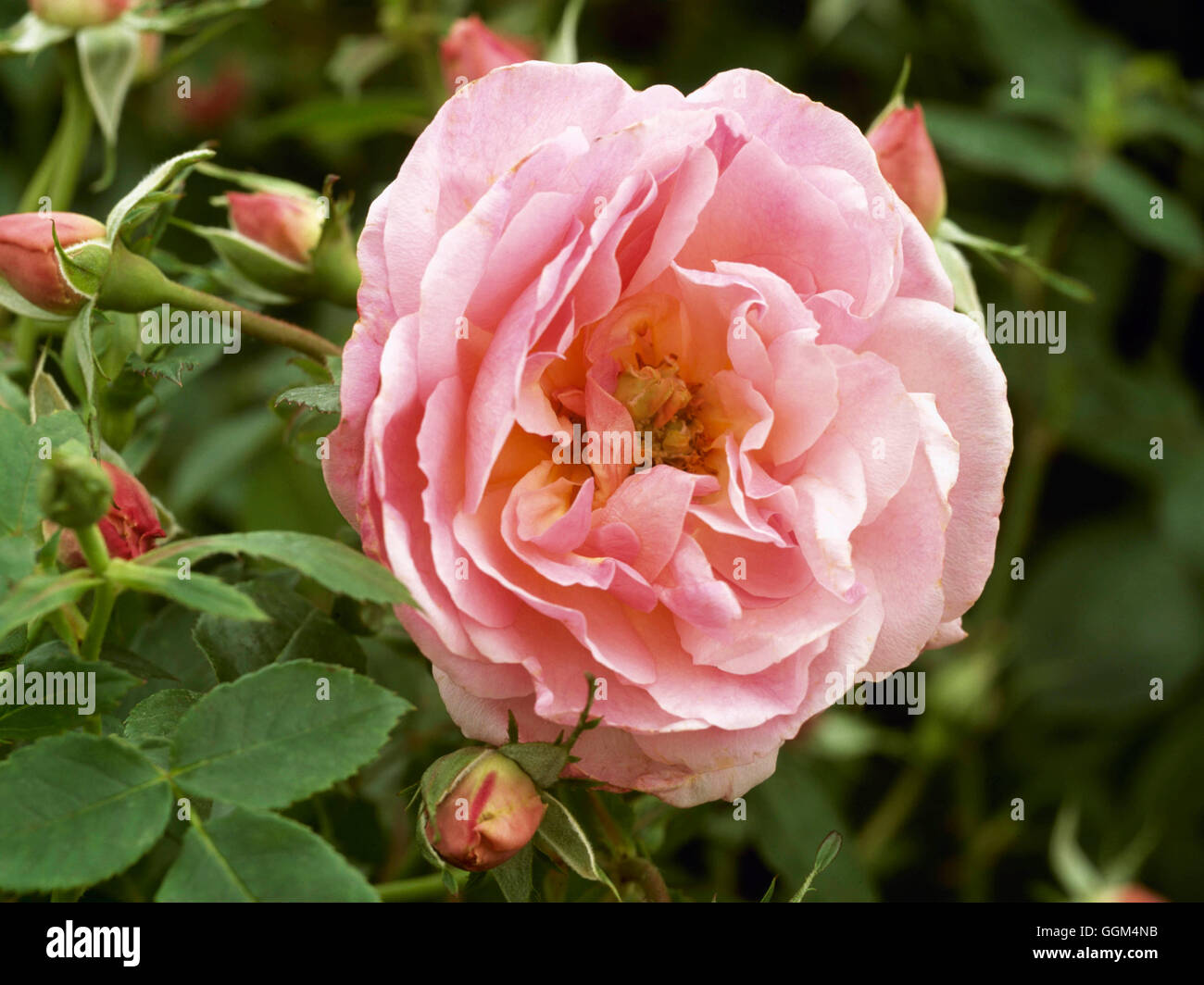 Rhs Rosa Helen Rosa 'Hyde Hall'- - (Shrub)- - (RHS Bicentenary Plant) RSH111218 Stock ...