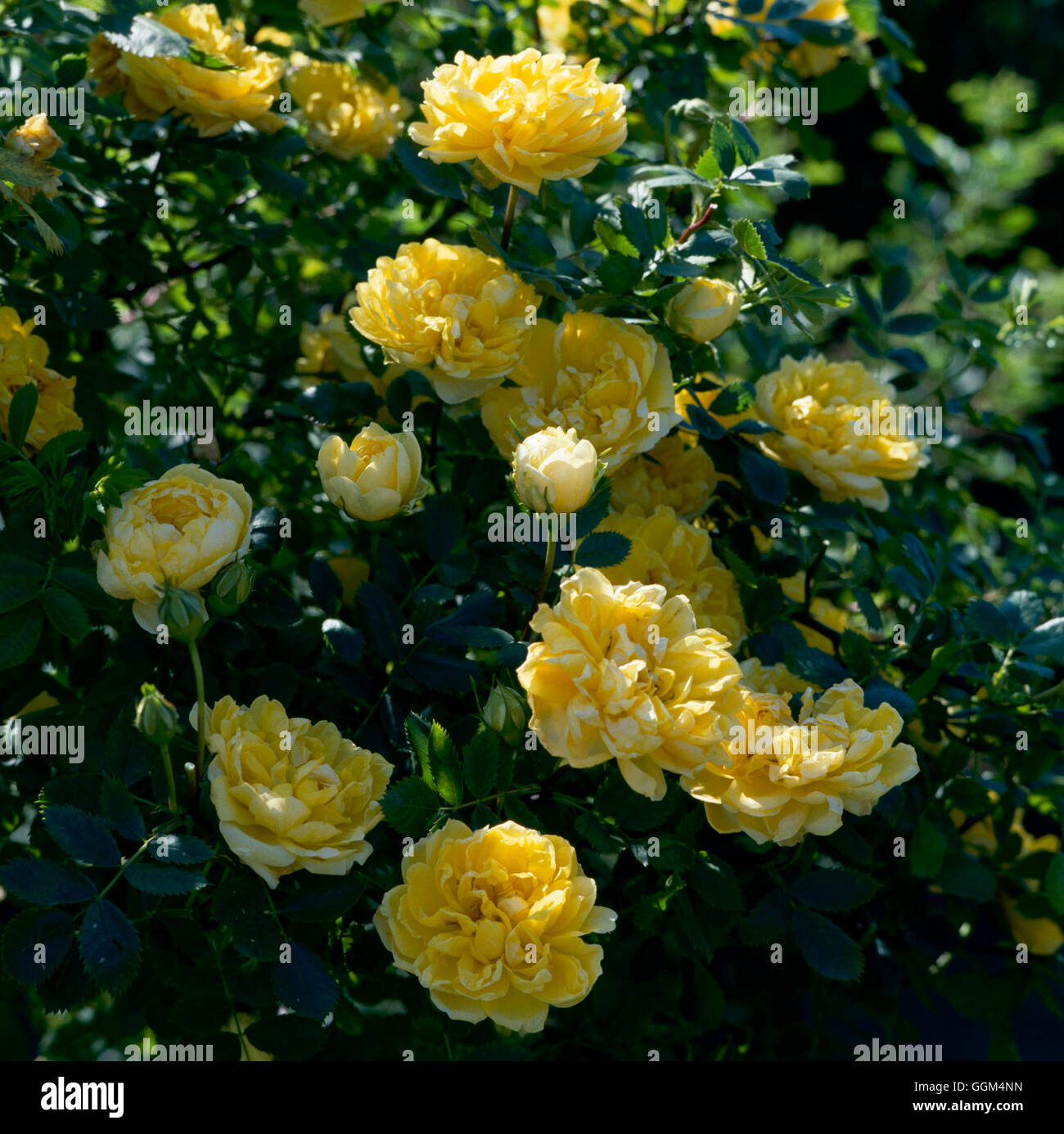 Rosa foetida - `Persiana' Persian Yellow Rose (Specie)""""" RSP037880 Stock  Photo - Alamy