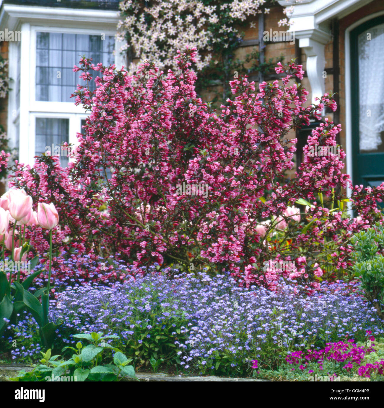 Spring Garden With Weigela Florida Foliis Purpureis Agm Stock Photo Alamy