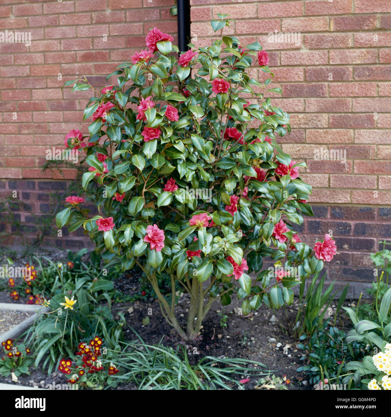 Spring Garden - with Camellia   SBG030200 Stock Photo