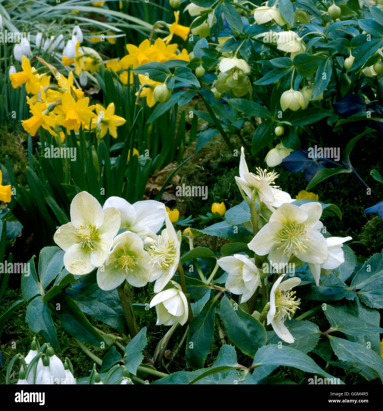 Spring Garden - with Helleborus  Narcissus and Galanthus.   SBG068433 Stock Photo
