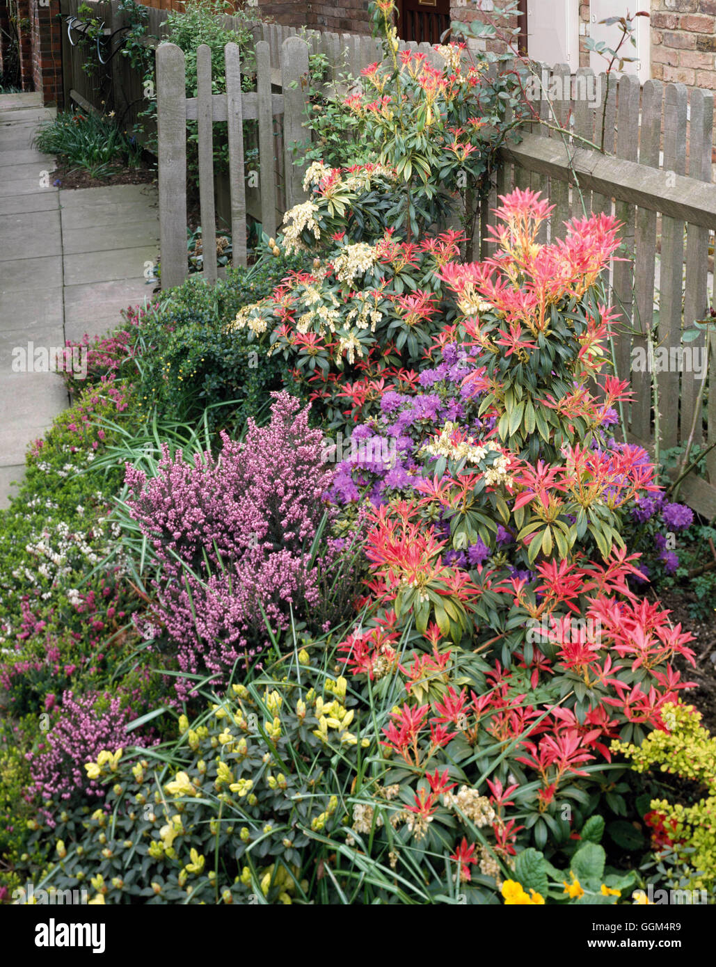 Spring Garden - with Pieris  Heathers  Azaleas and Primulas   SBG076890 Stock Photo