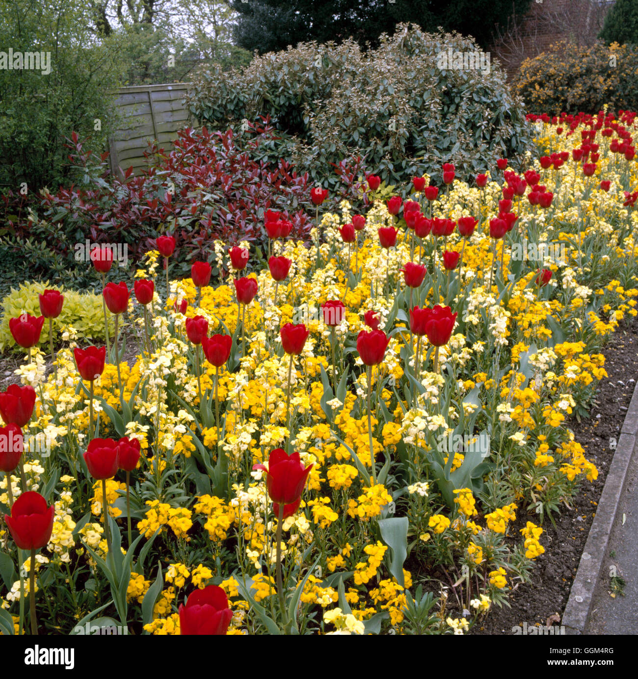 Wallflowers High Resolution Stock Photography and Images - Alamy