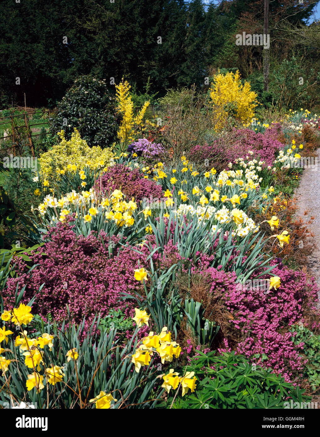 Spring Garden - with Heathers  Narcissus and Forsythia   SBG087771 Stock Photo