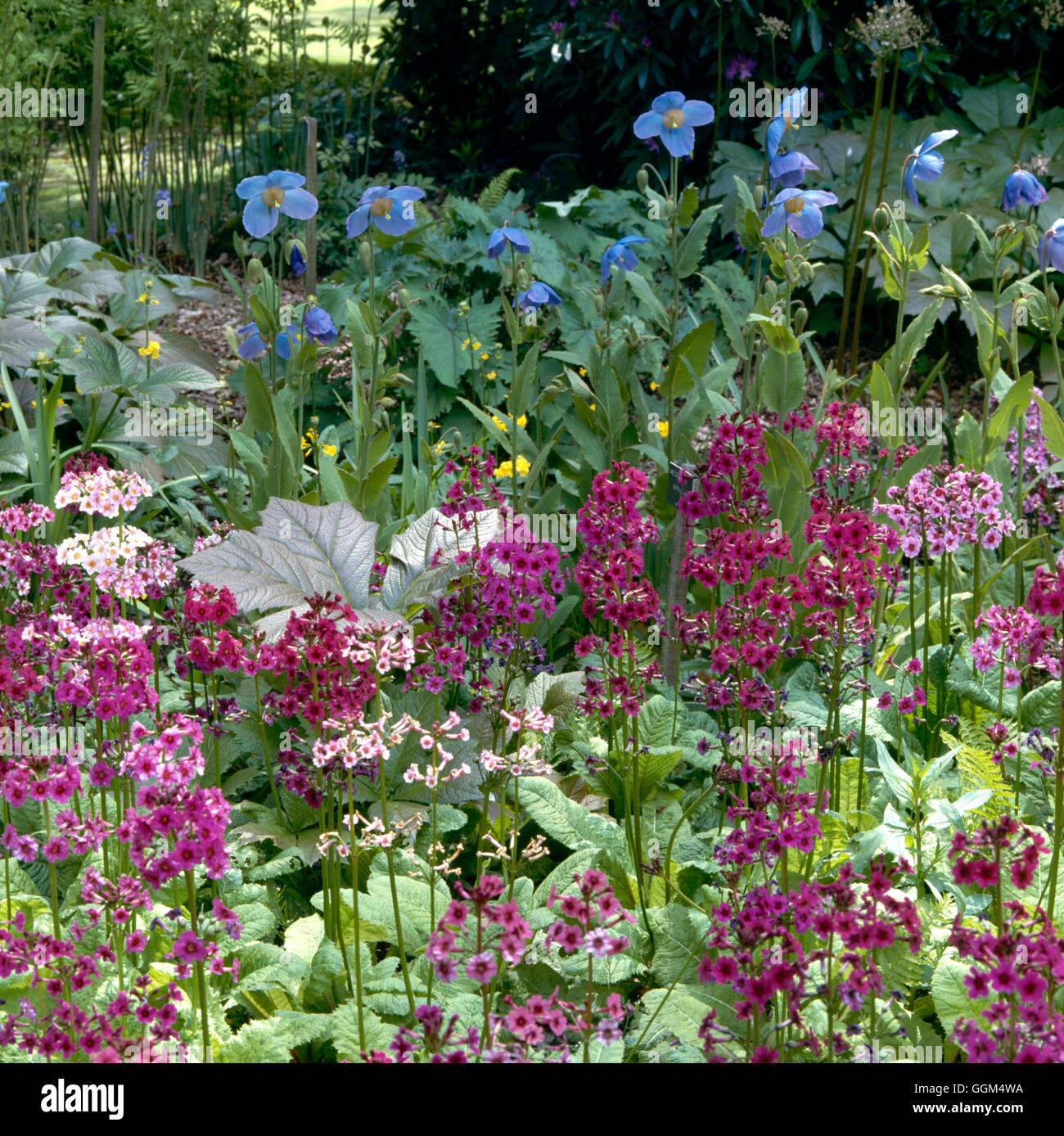 Shade Garden - planted with Meconopsis and Primulas   SHG009729 Stock Photo