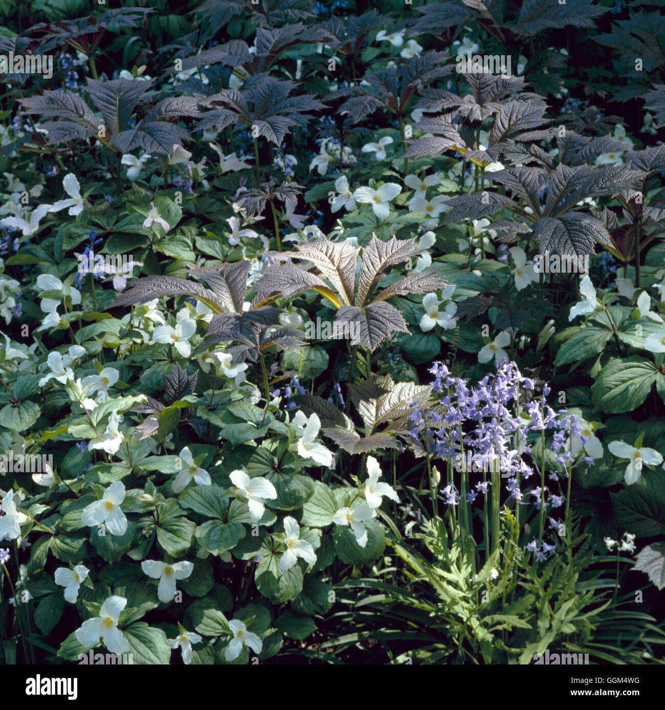 Shade Plants - including Trillium  Hyacinthoides and Rodgersia.   SHG023040 Stock Photo