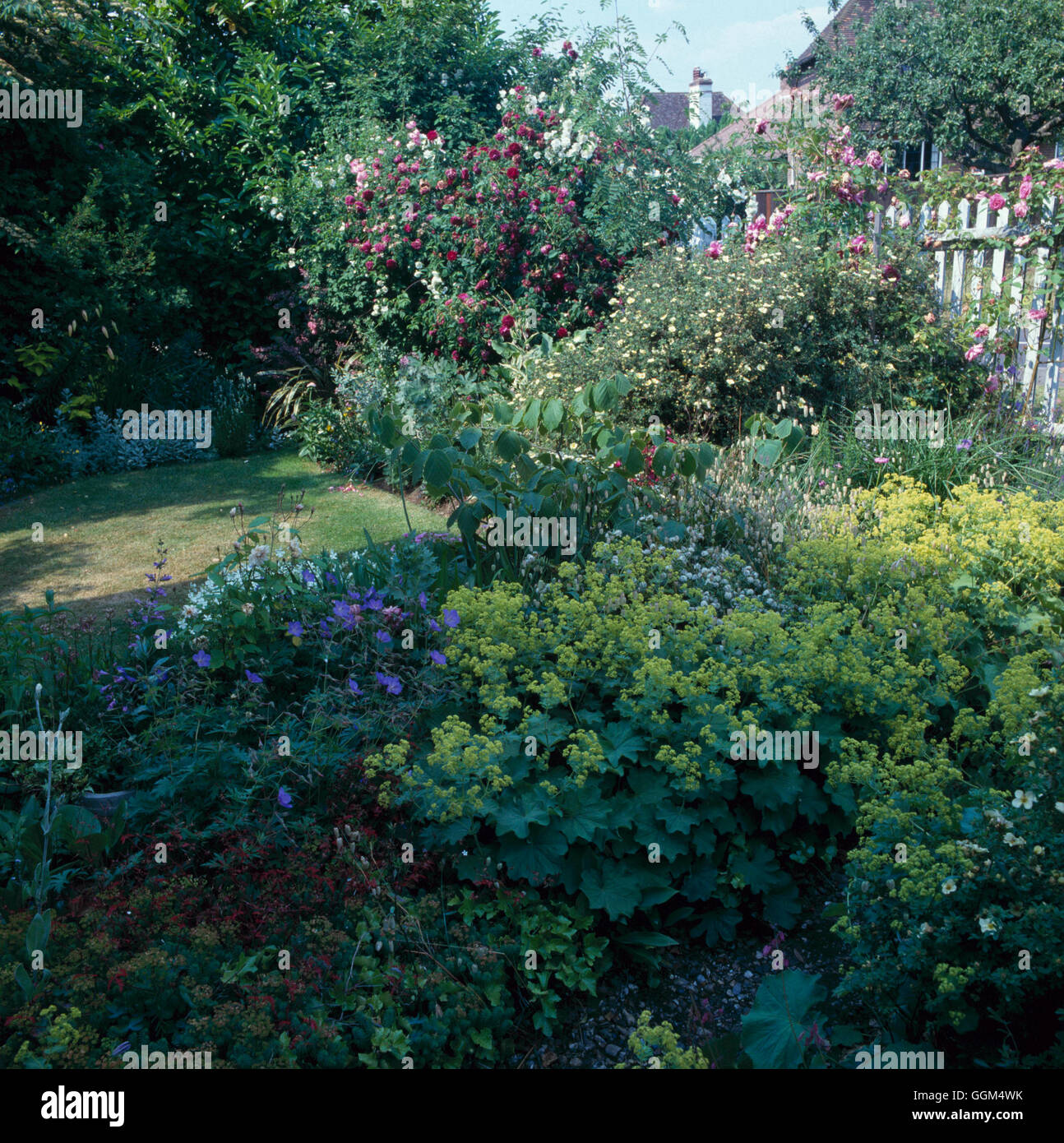 Shade Garden - with Alchemilla  Euphorbia  Hedera  Geranium and- Potentilla   SHG034150     Photos H Stock Photo