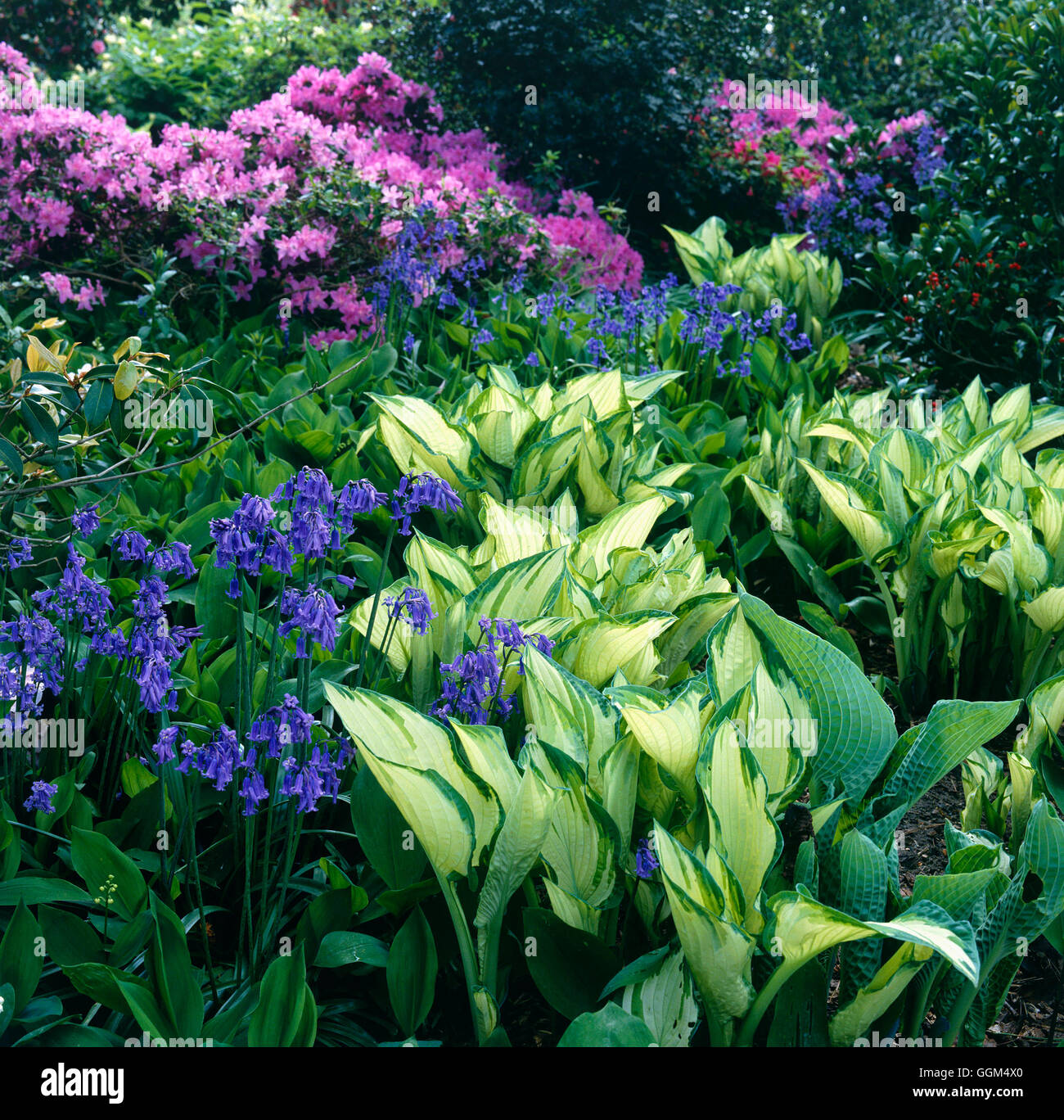 Shade Garden - with Hosta fortunei var. albopicta  Bluebells and Azaleas   SHG075768     Photos Hort Stock Photo