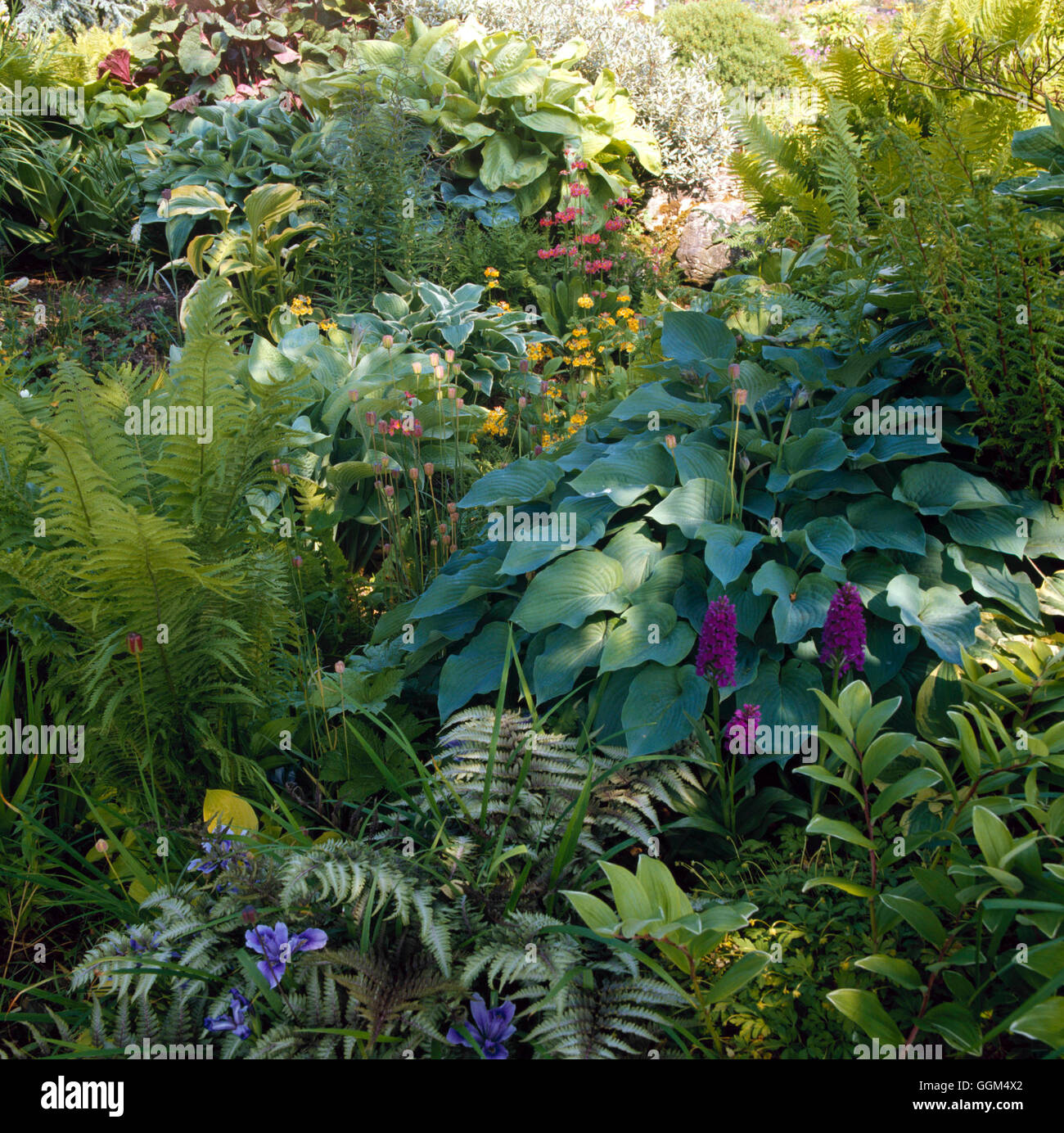 Hostas And Ferns High Resolution Stock Photography and Images - Alamy
