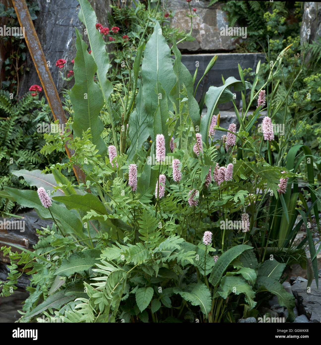 Shade Garden- with Persicaria bistorta and Osmunda regalis AGM   SHG111107 Stock Photo
