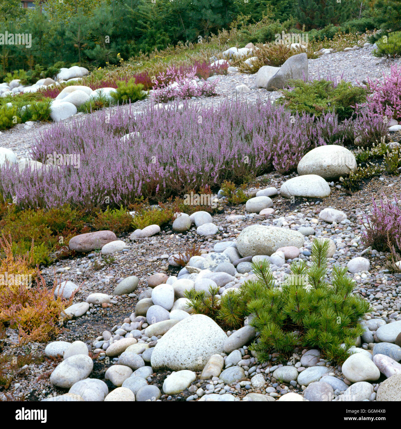 Sloping Garden - planted with Summer-flowering Heathers   SLO011195 Stock Photo