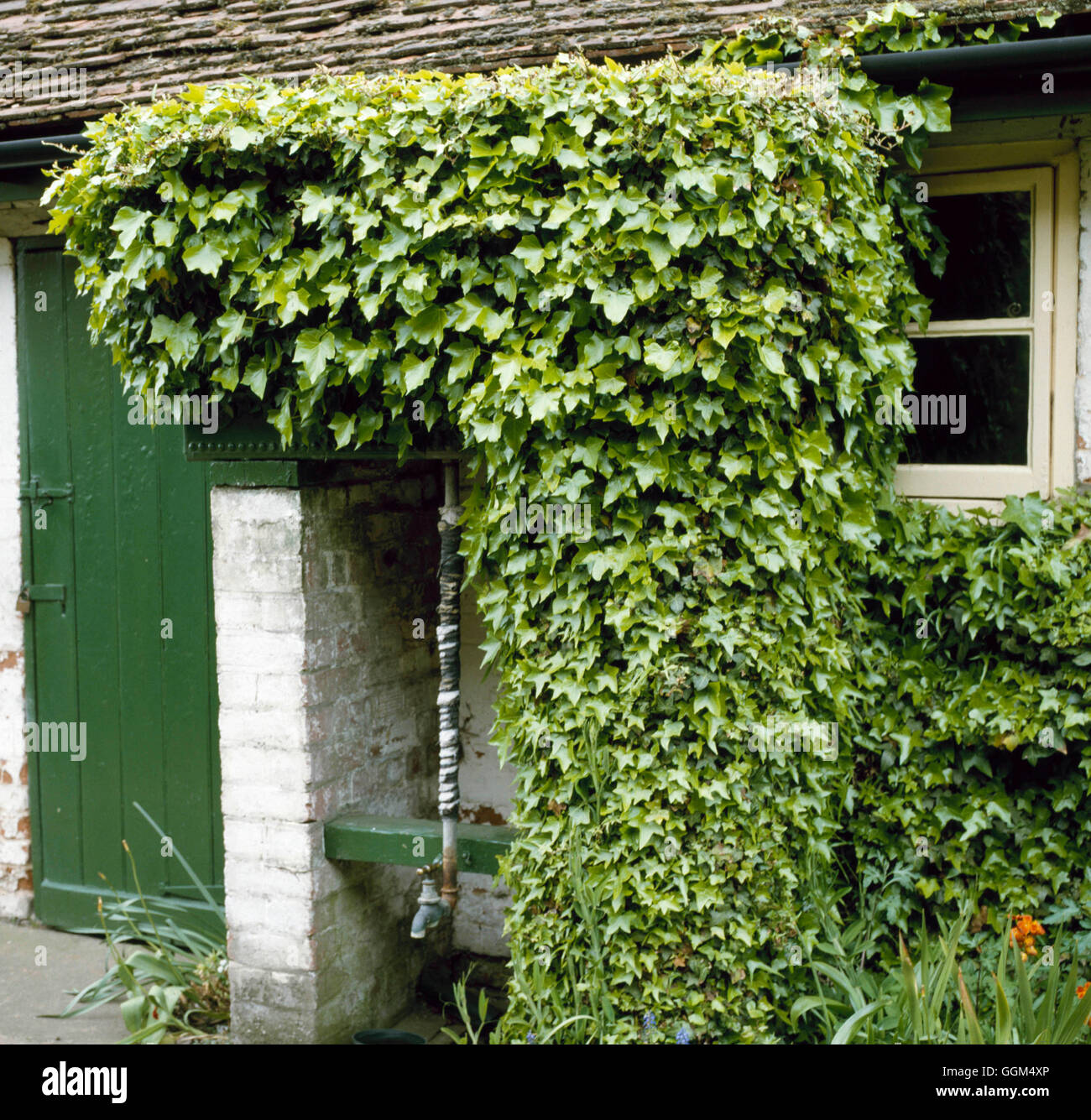 Screening - Ivy covering up water tank on supports   SNG034772 Stock Photo