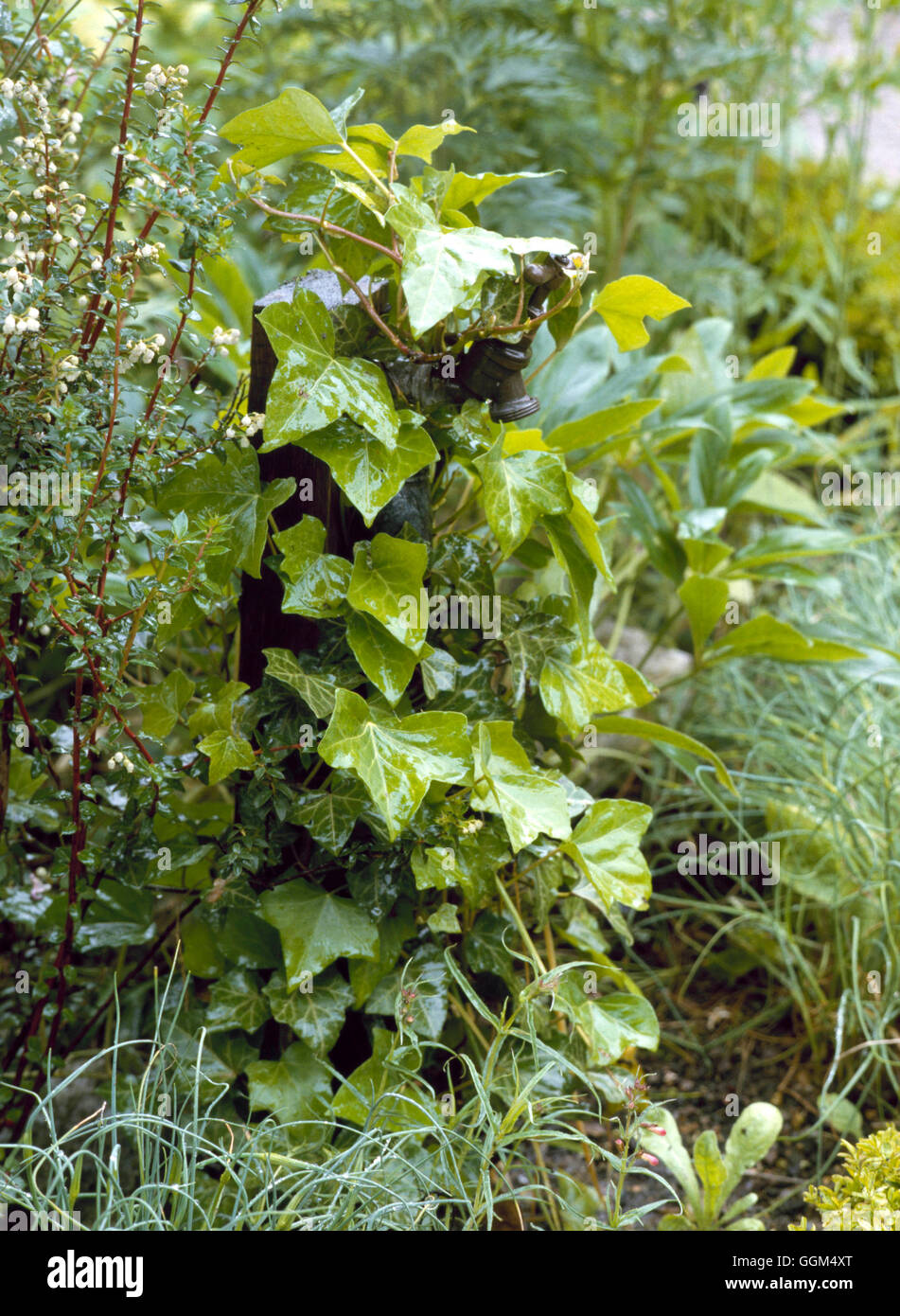 Screening - of Water tap with Hedera   SNG036321 Stock Photo