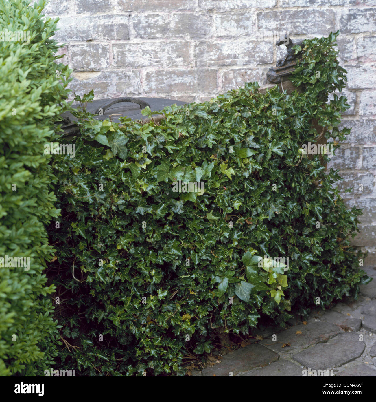 Screening - with fence covered in Ivy of Dustbins near house   SNG036531 Stock Photo