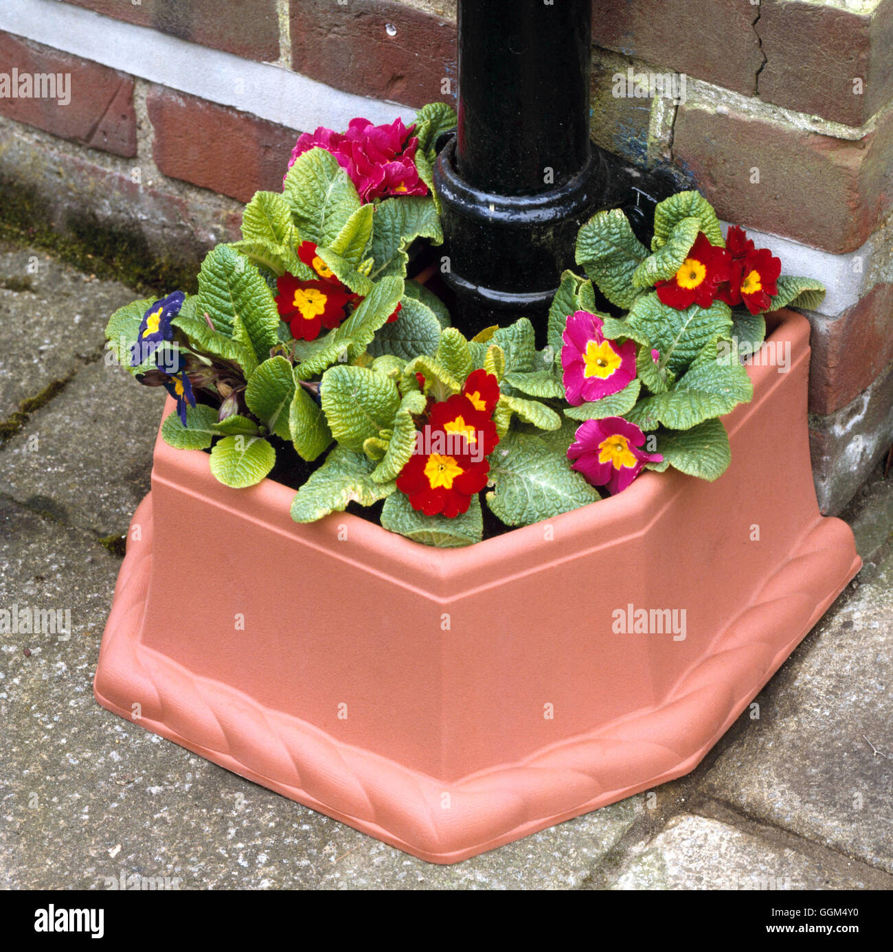 Screening - Purpose formed container for covering drain - planted with Primulas   SNG066264     Phot Stock Photo