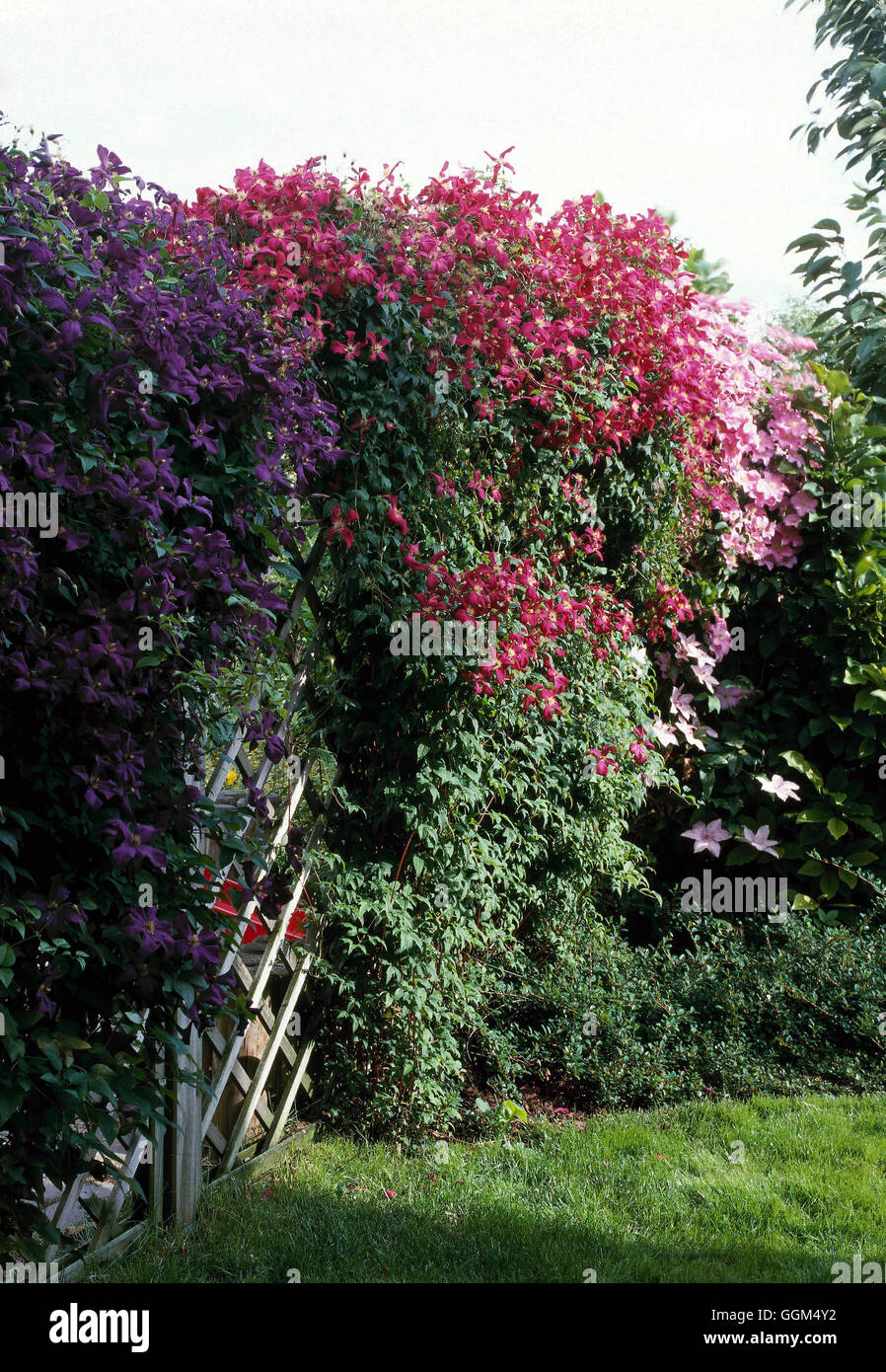 Screening - with fence and Clematis - (Please credit: Photos Horticultural/ S. Marczynski  Poland)   SNG090143  Compul Stock Photo