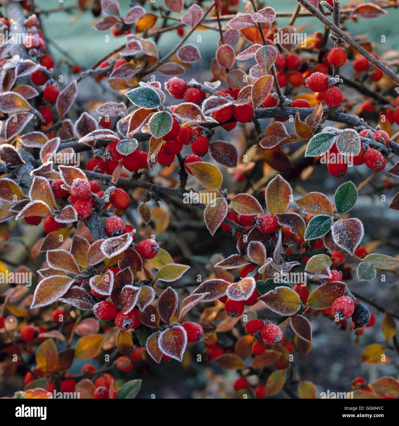 Frost - on Cotoneaster   SSF026007 Stock Photo