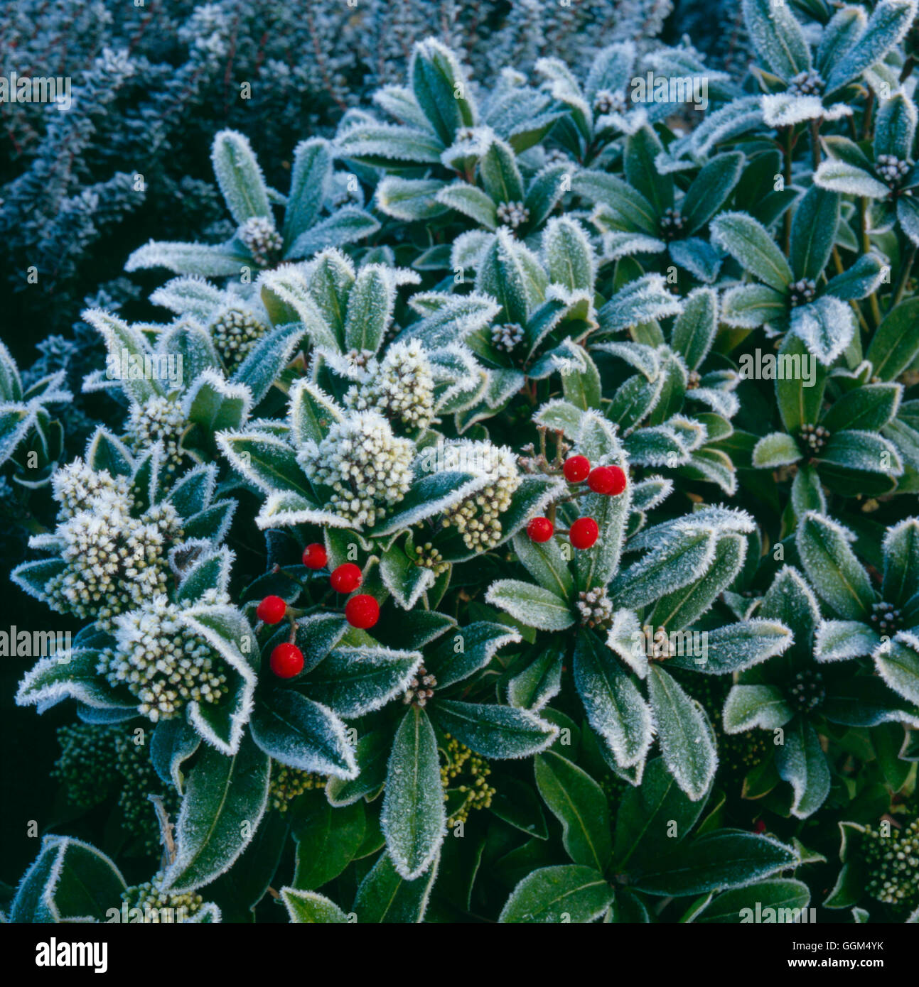 Frost - on Skimmia japonica   SSF031633 Stock Photo