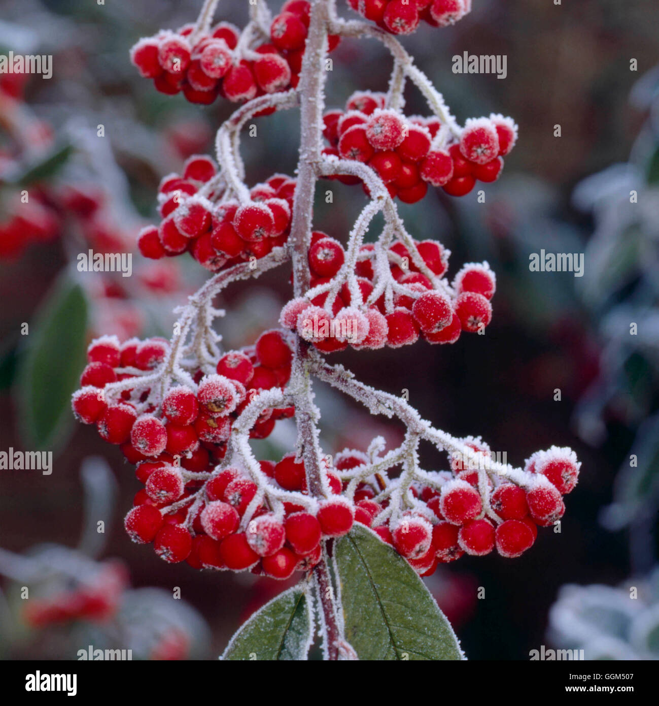 Frost - on Cotoneaster - GREETINGS CARD RIGHTS SOLD 2003   SSF065647 Stock Photo