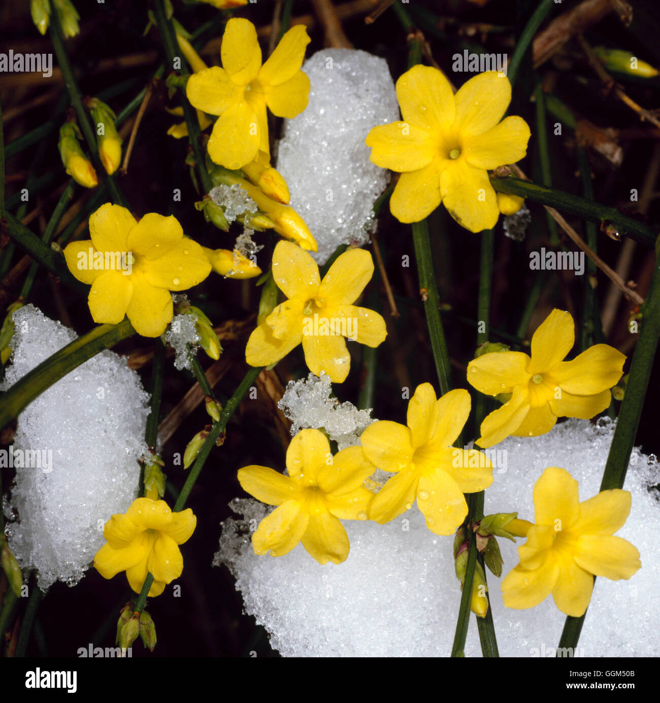 Jasminum nudiflorum snow hires stock photography and images Alamy