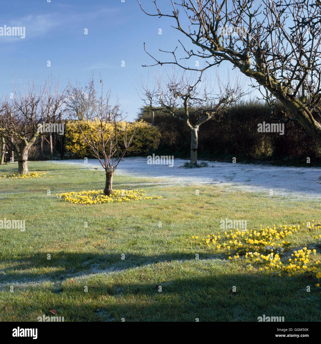 Spring in the orchard hi-res stock photography and images - Alamy
