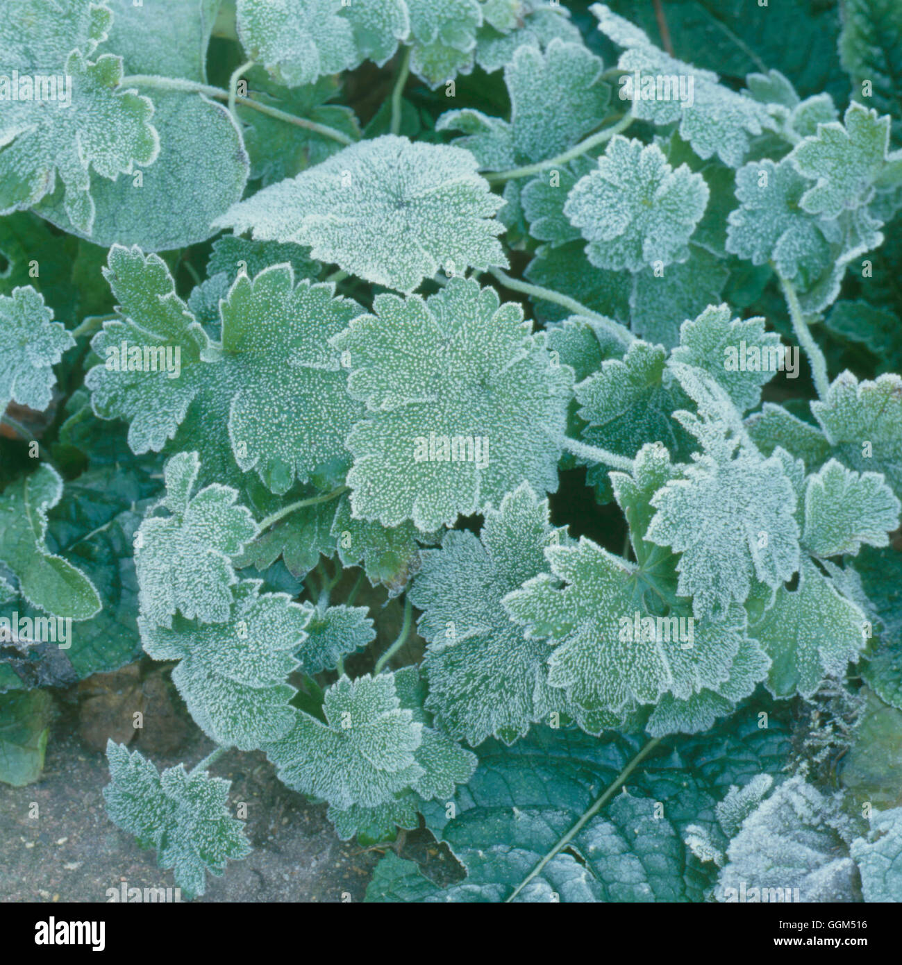 Frost - on Hardy Geranium   SSF098977 Stock Photo