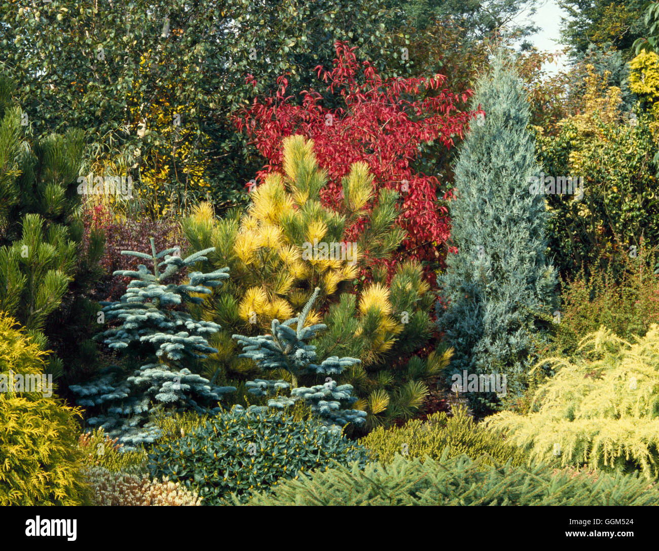 Shrubs  Trees and Conifers   STC002997 Stock Photo