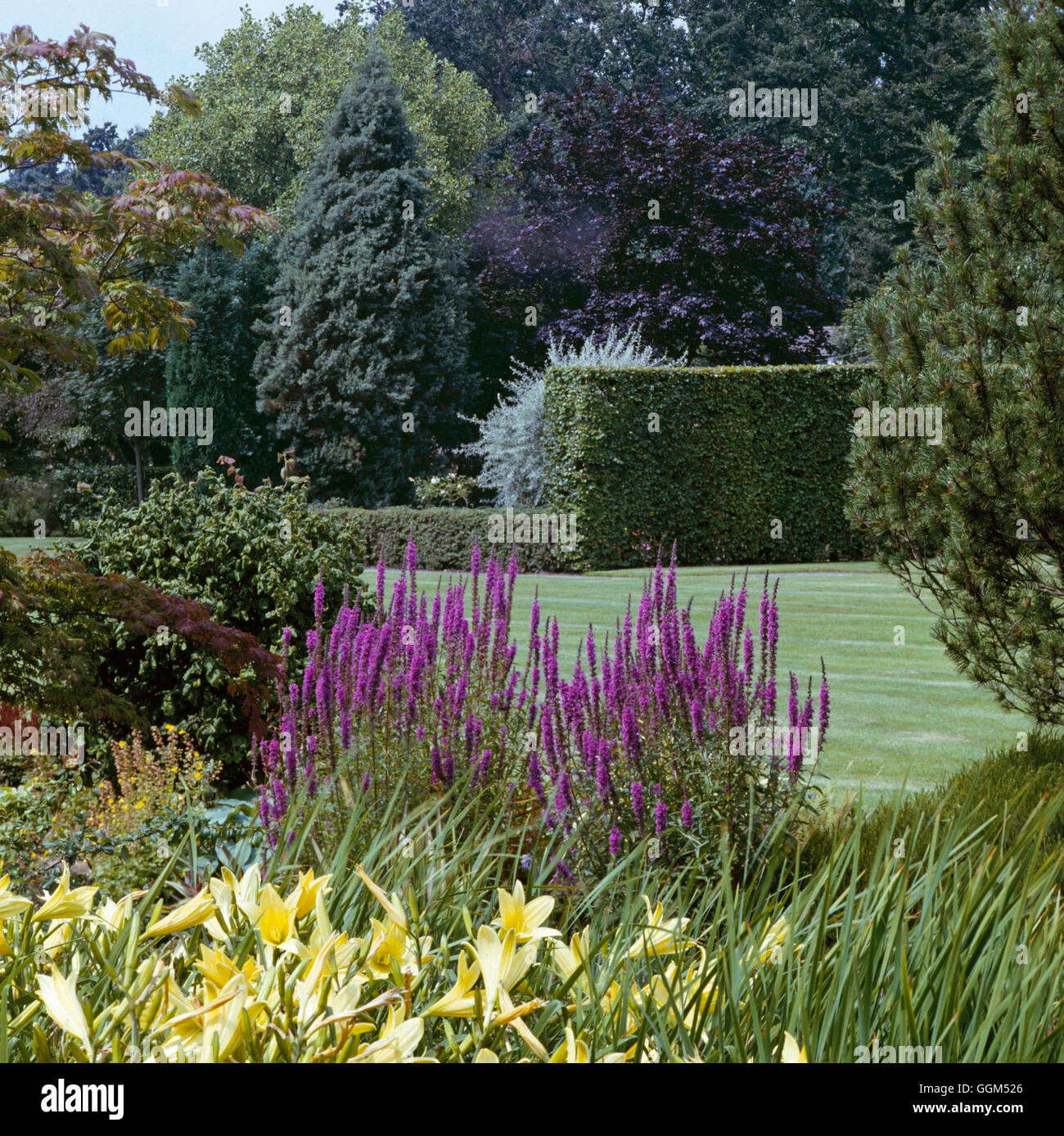 Shrubs  Trees and Conifers - with Lythrum and Hemerocallis in foreground   STC009323     Photos Hort Stock Photo
