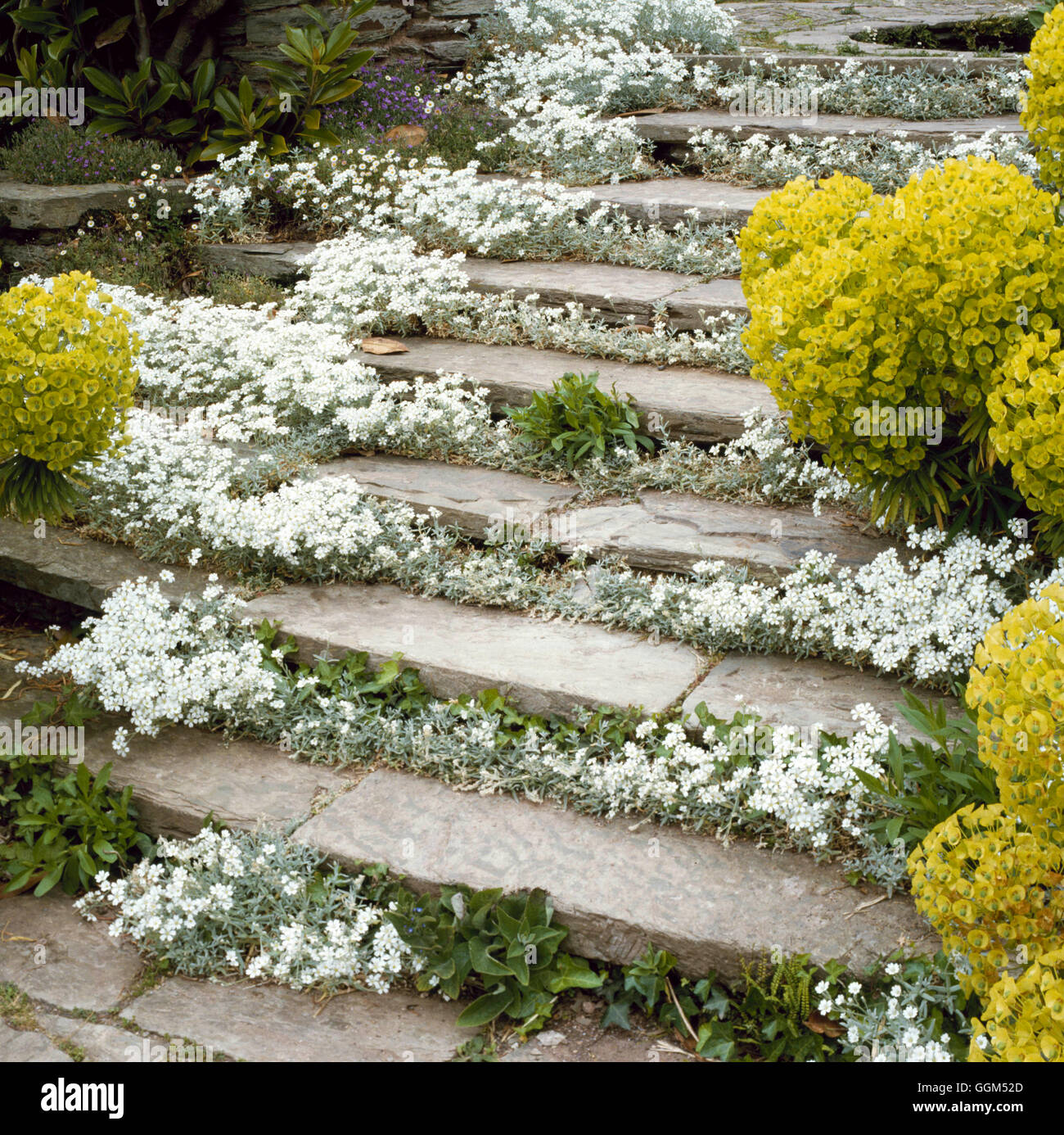 Steps - enhanced with Cerastium tomentosum   STE034507 Stock Photo