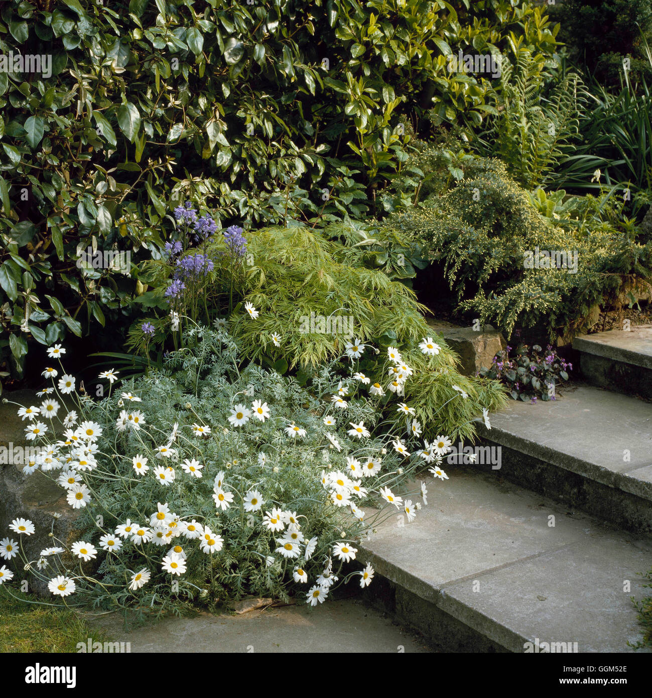 Steps - with plants to soften edges  including Anthemis punctata subsp. cupaniana AGM and Acer   STE052928  Compulsory Stock Photo